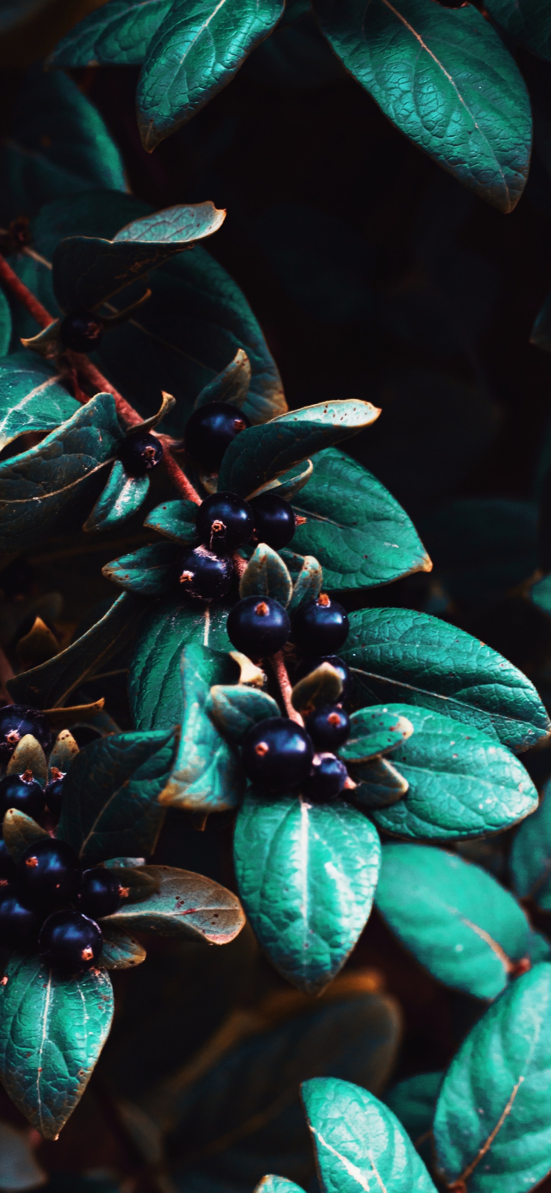 Hojas Verdes Con Frutos Azules. Wallpaper in 1125x2436 Resolution