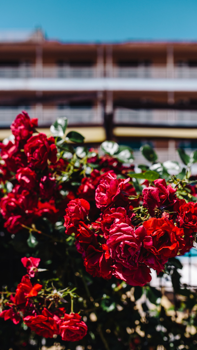 Fleurs Rouges Avec Des Feuilles Vertes. Wallpaper in 750x1334 Resolution