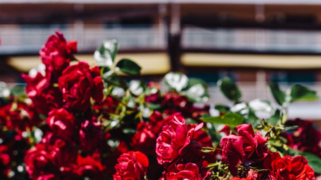 Flores Rojas Con Hojas Verdes. Wallpaper in 1280x720 Resolution