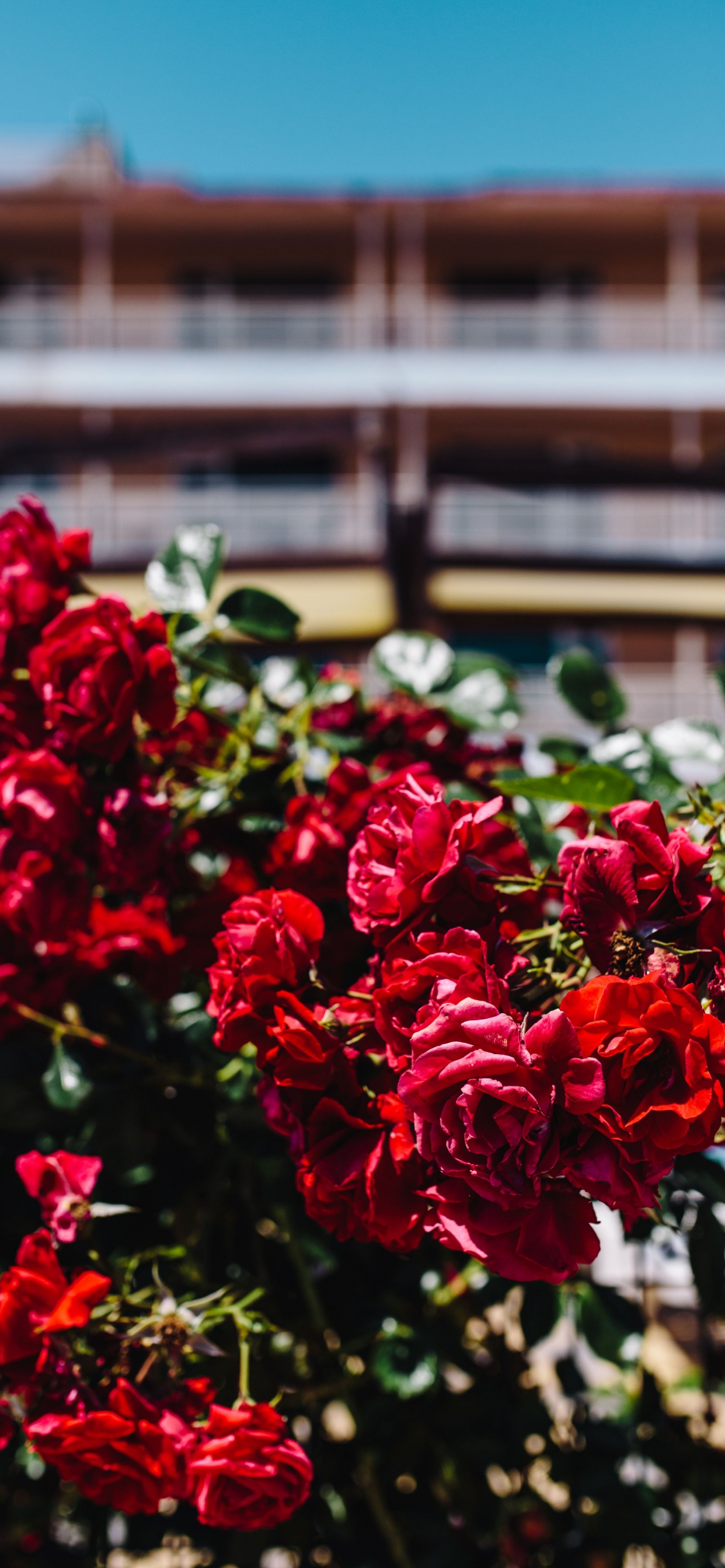 Red Flowers With Green Leaves. Wallpaper in 1242x2688 Resolution