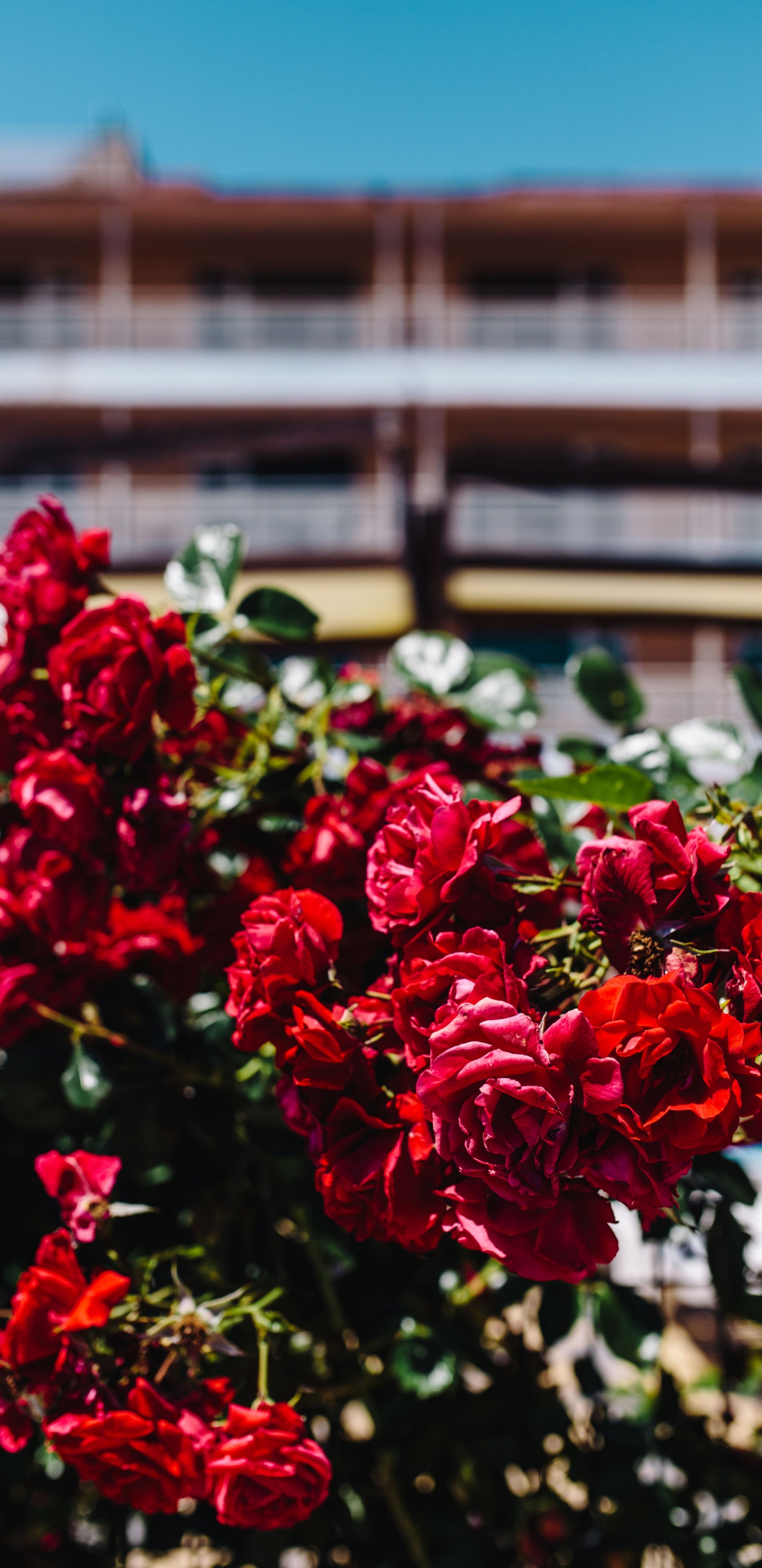 Red Flowers With Green Leaves. Wallpaper in 1440x2960 Resolution