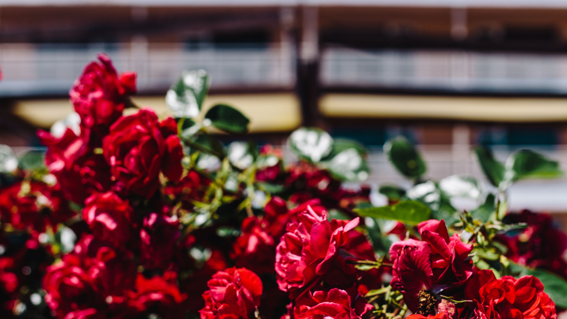 Red Flowers With Green Leaves. Wallpaper in 1920x1080 Resolution