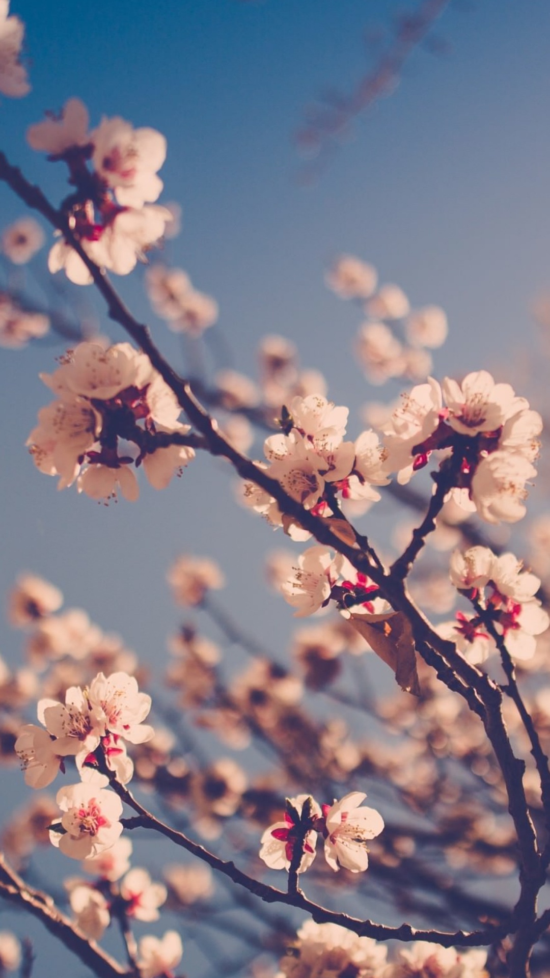 White Cherry Blossom Under Blue Sky During Daytime. Wallpaper in 1080x1920 Resolution