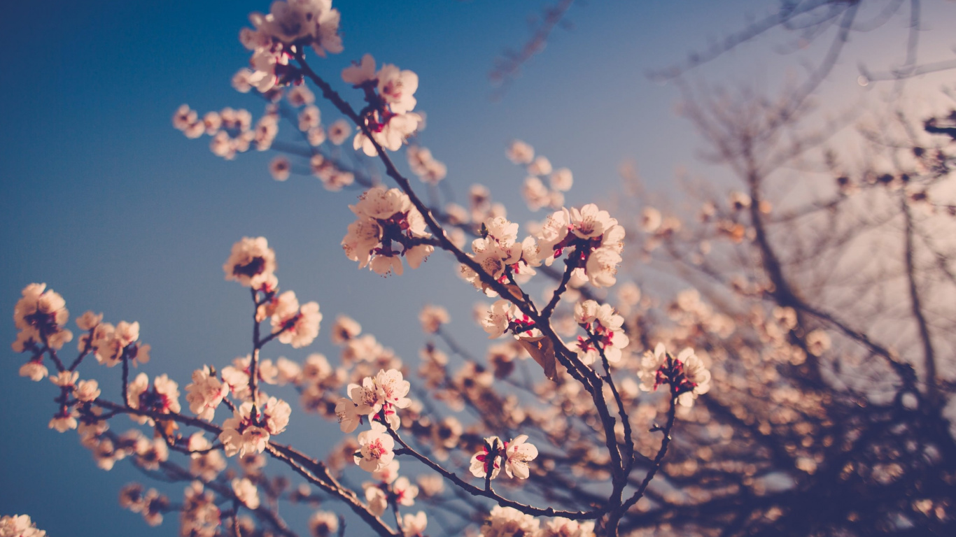 Weiße Kirschblüte Unter Blauem Himmel Tagsüber. Wallpaper in 1366x768 Resolution