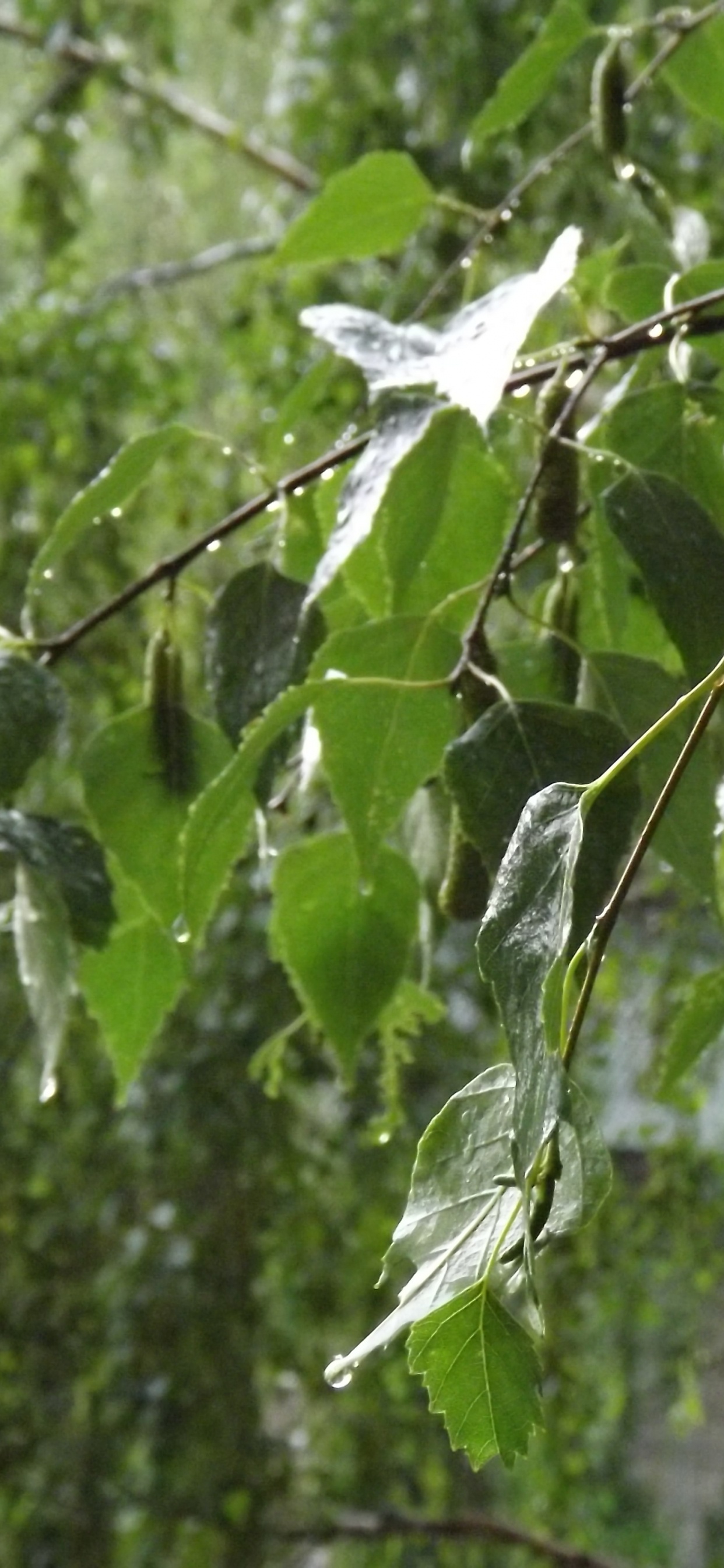 Green Leaf Plant During Daytime. Wallpaper in 1242x2688 Resolution