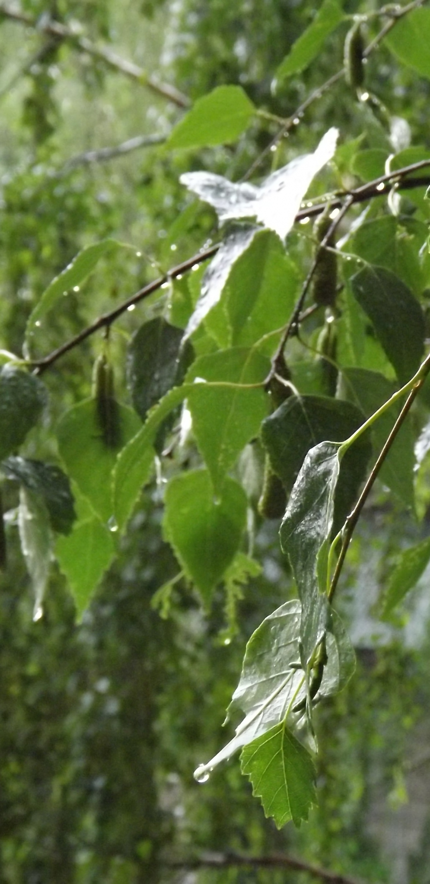 Green Leaf Plant During Daytime. Wallpaper in 1440x2960 Resolution