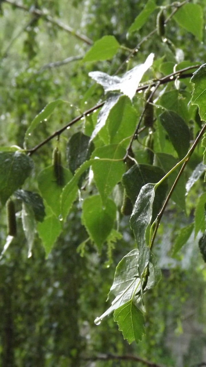 Green Leaf Plant During Daytime. Wallpaper in 720x1280 Resolution