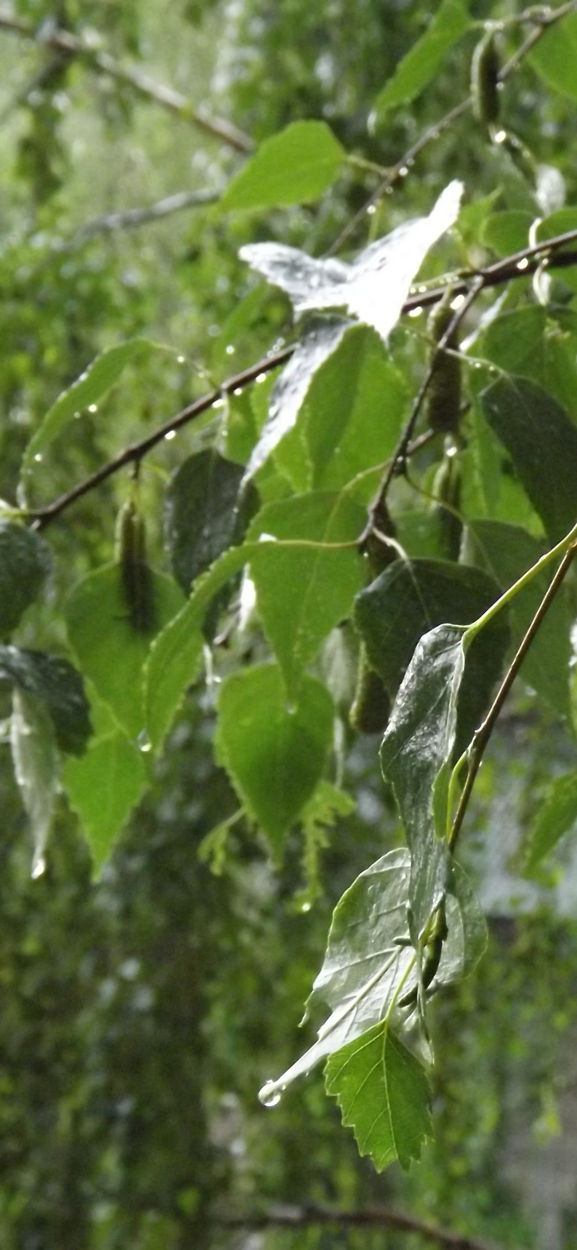 Plante à Feuilles Vertes Pendant la Journée. Wallpaper in 1125x2436 Resolution
