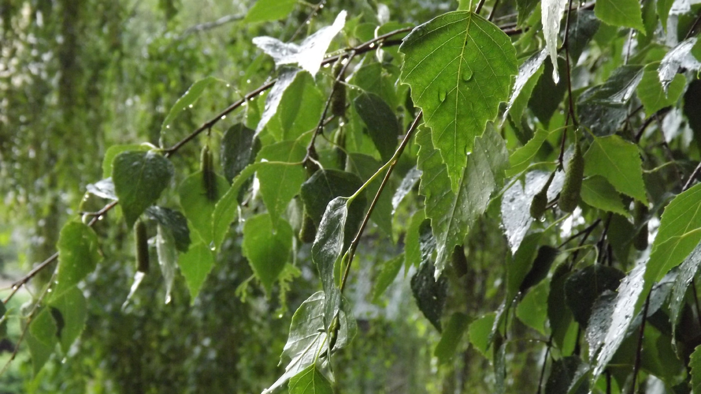 Plante à Feuilles Vertes Pendant la Journée. Wallpaper in 1366x768 Resolution