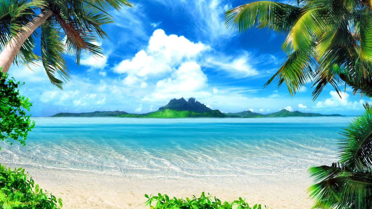 Palmier Vert Sur la Plage de Sable Blanc Pendant la Journée. Wallpaper in 1280x720 Resolution