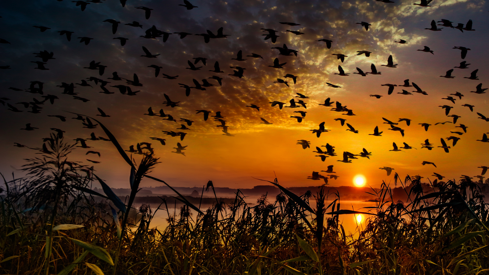 Flock of Birds Flying Over Green Grass During Sunset. Wallpaper in 1920x1080 Resolution