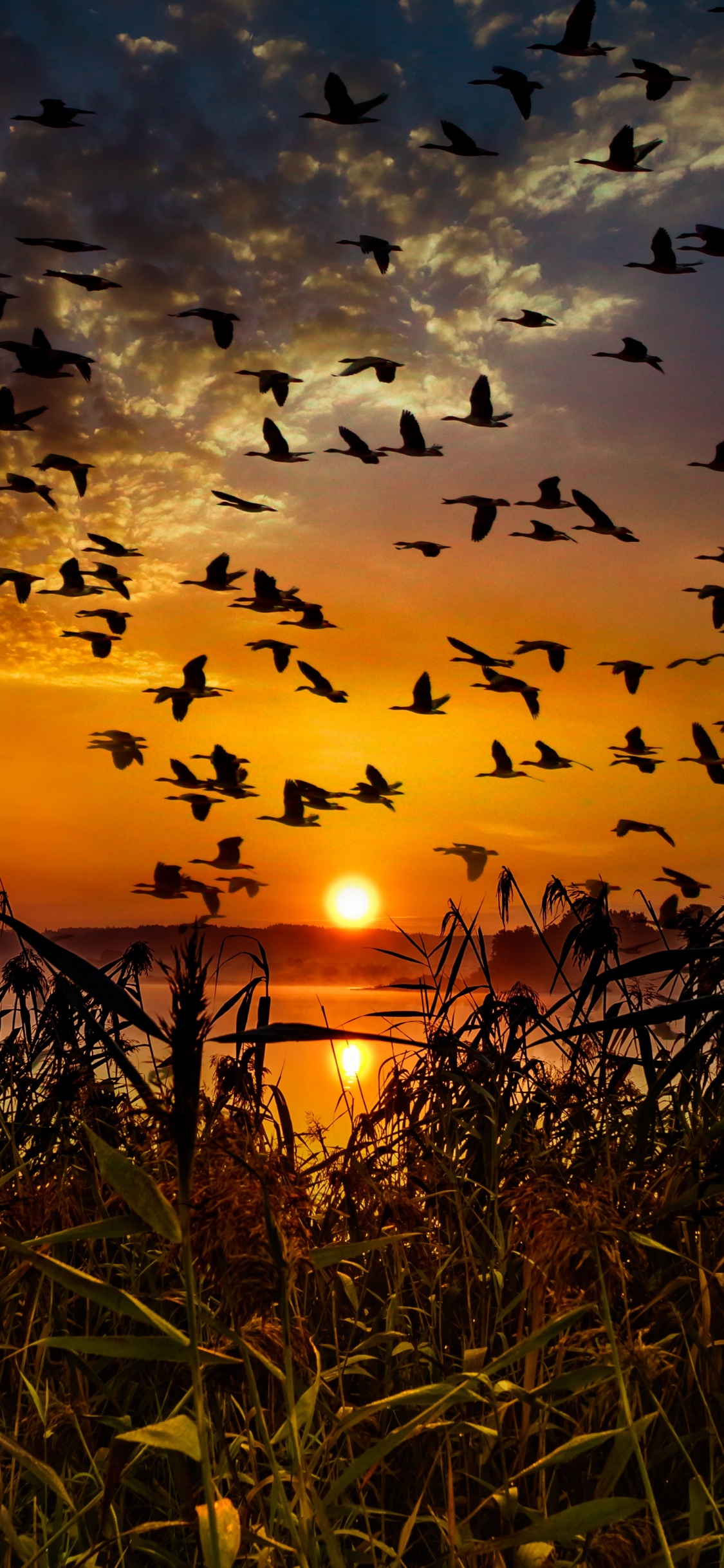 Bandada de Pájaros Volando Sobre la Hierba Verde Durante la Puesta de Sol. Wallpaper in 1125x2436 Resolution