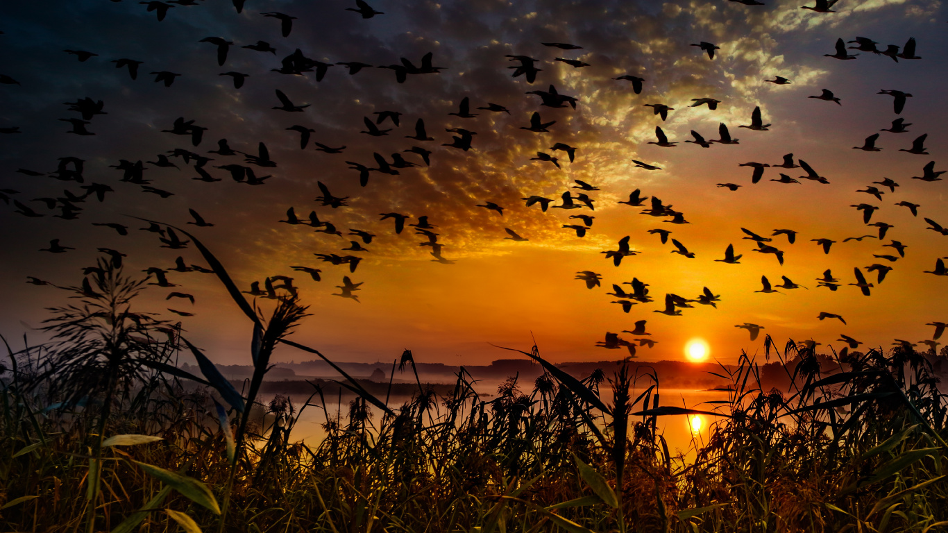 Bandada de Pájaros Volando Sobre la Hierba Verde Durante la Puesta de Sol. Wallpaper in 1366x768 Resolution