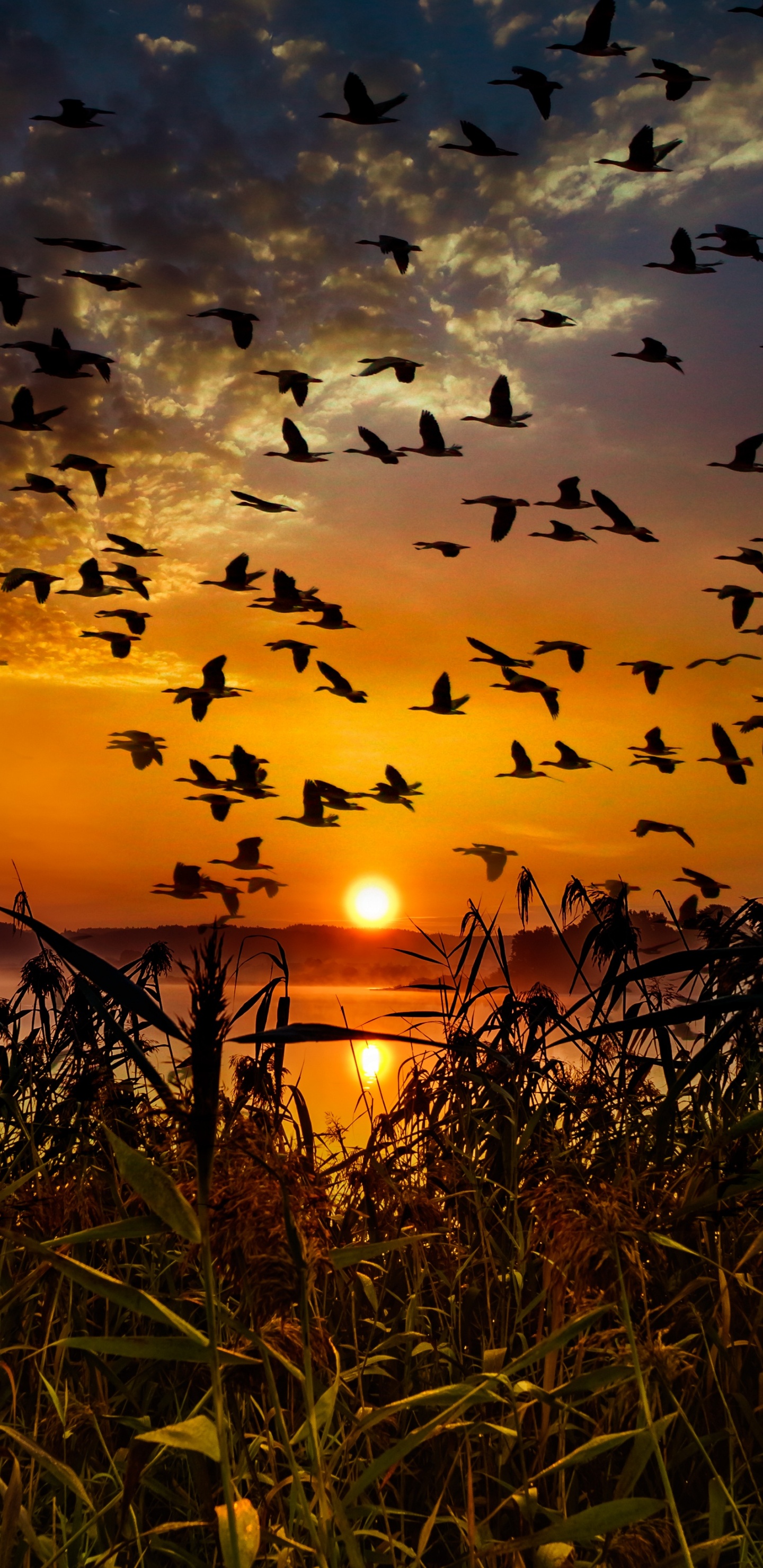 Volée D'oiseaux Survolant L'herbe Verte au Coucher du Soleil. Wallpaper in 1440x2960 Resolution