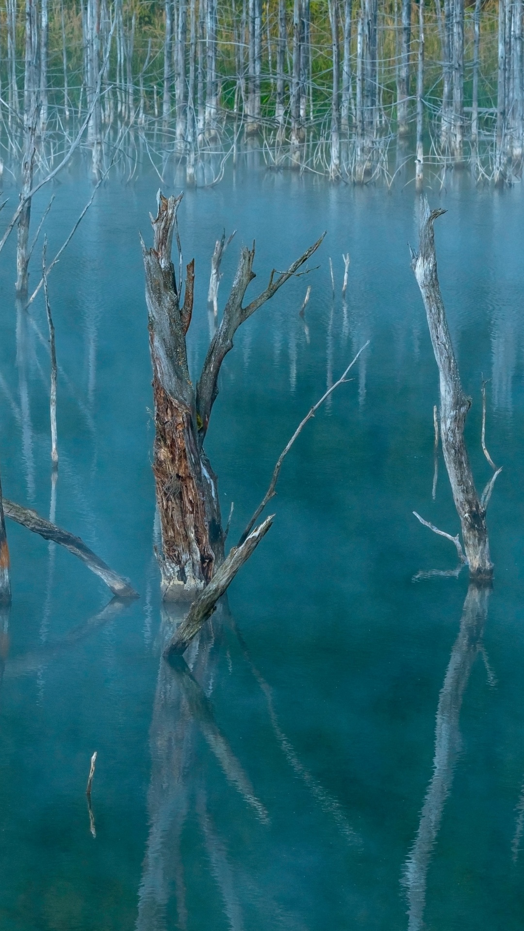 Grass Family, Plant, Water, Marsh, Body of Water. Wallpaper in 1080x1920 Resolution