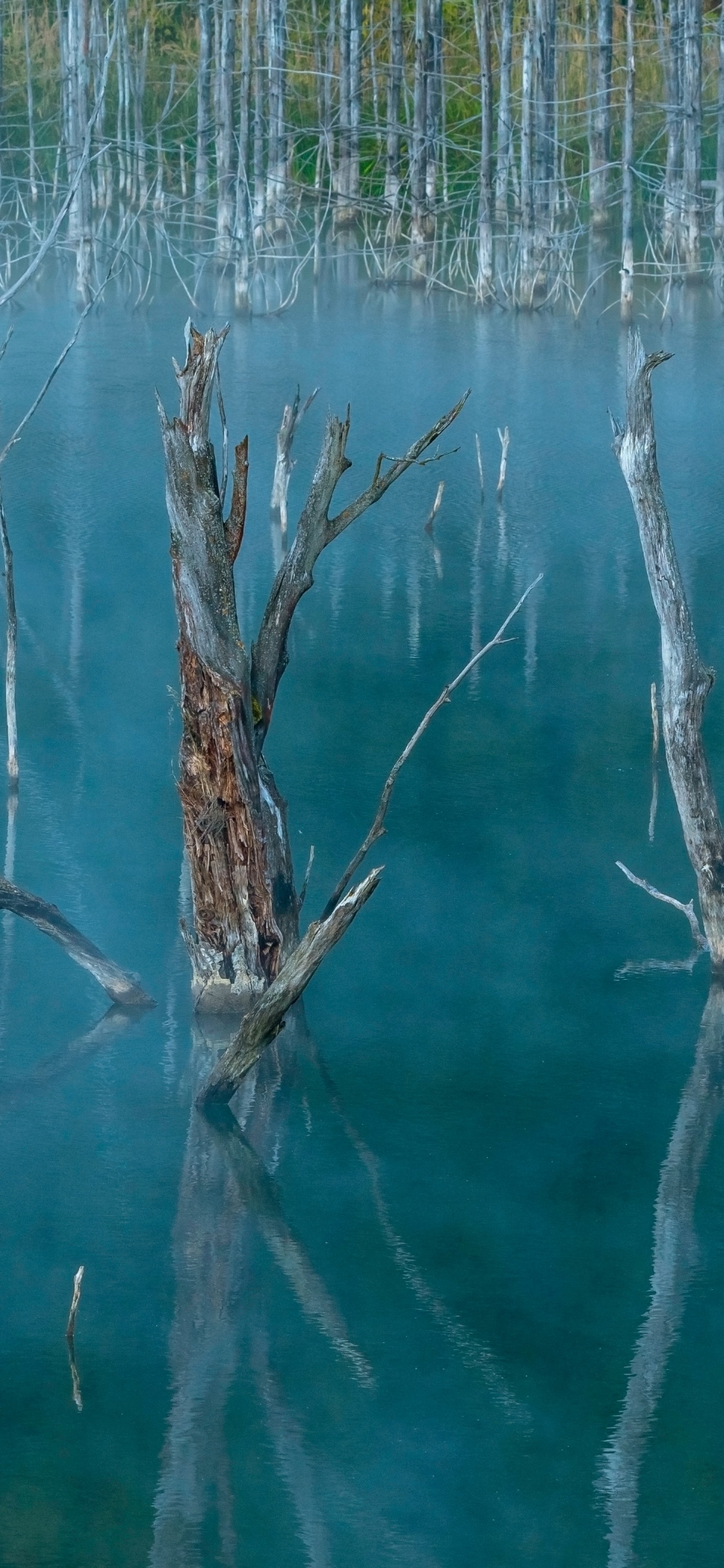 Grass Family, Plant, Water, Marsh, Body of Water. Wallpaper in 1125x2436 Resolution