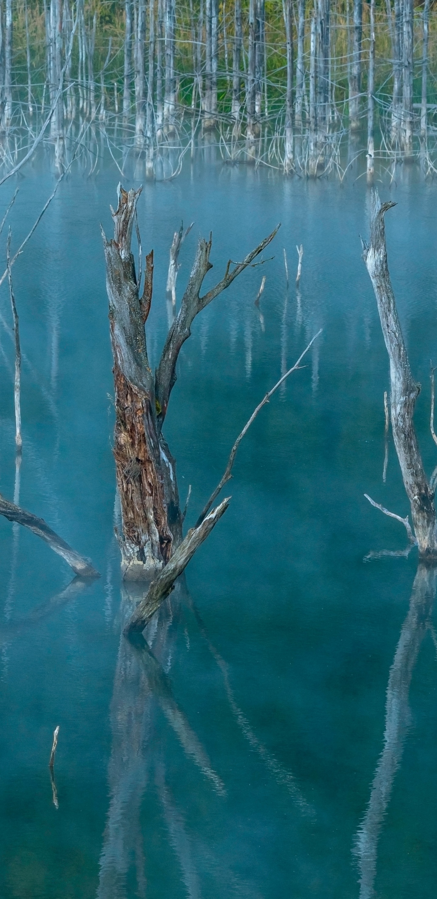 L'herbe de la Famille, Eau, Corps de L'eau, Plante, Turquoise. Wallpaper in 1440x2960 Resolution