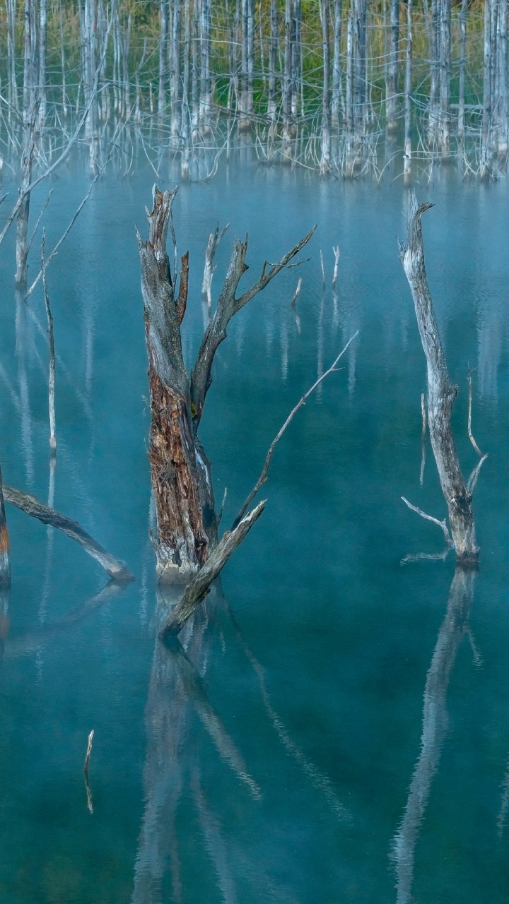 L'herbe de la Famille, Eau, Corps de L'eau, Plante, Turquoise. Wallpaper in 720x1280 Resolution