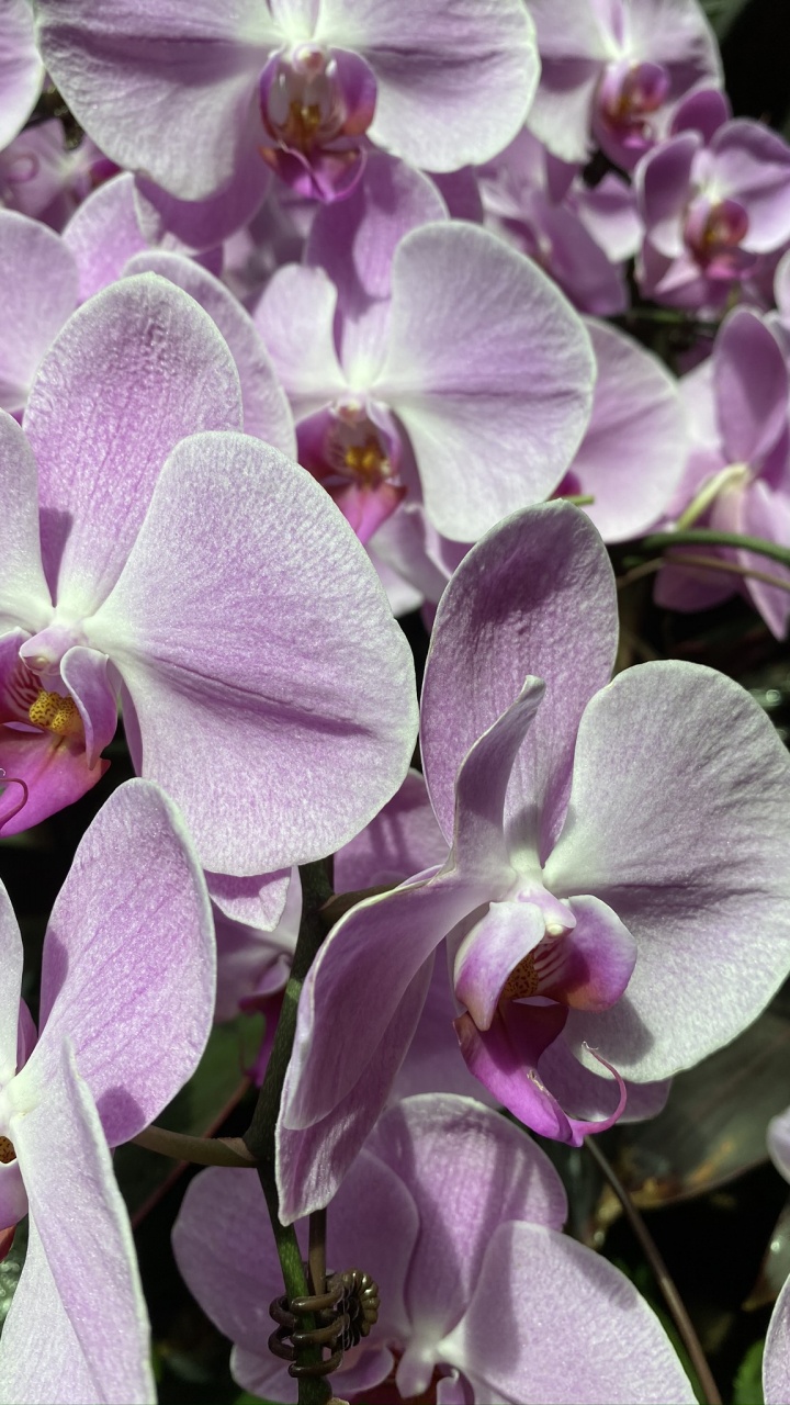 Flora, Flowering Plant, Dendrobium, Orchids, Waling-waling. Wallpaper in 720x1280 Resolution