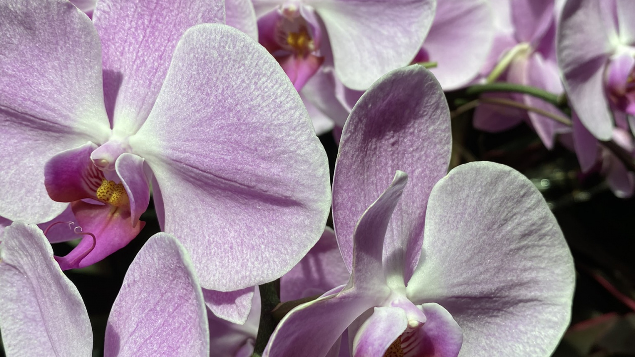 Flore, la Floraison de la Plante, Dendrobium, Désinvolte, Pétale. Wallpaper in 1280x720 Resolution