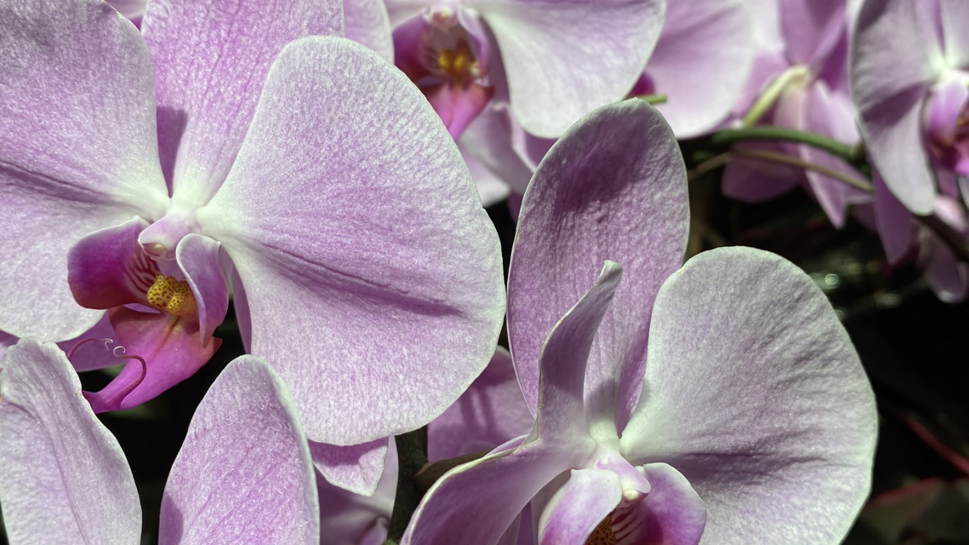 Flore, la Floraison de la Plante, Dendrobium, Désinvolte, Pétale. Wallpaper in 1366x768 Resolution