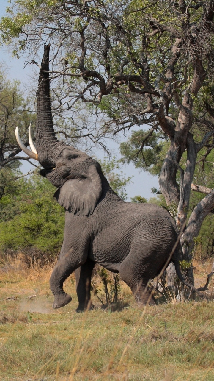 Elephant on Green Grass Field During Daytime. Wallpaper in 720x1280 Resolution