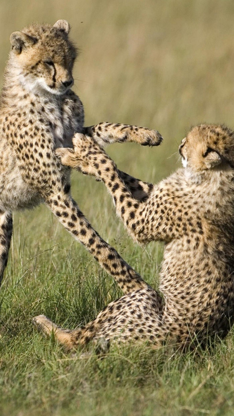 Gepard Und Gepard Auf Grünem Gras Tagsüber. Wallpaper in 750x1334 Resolution