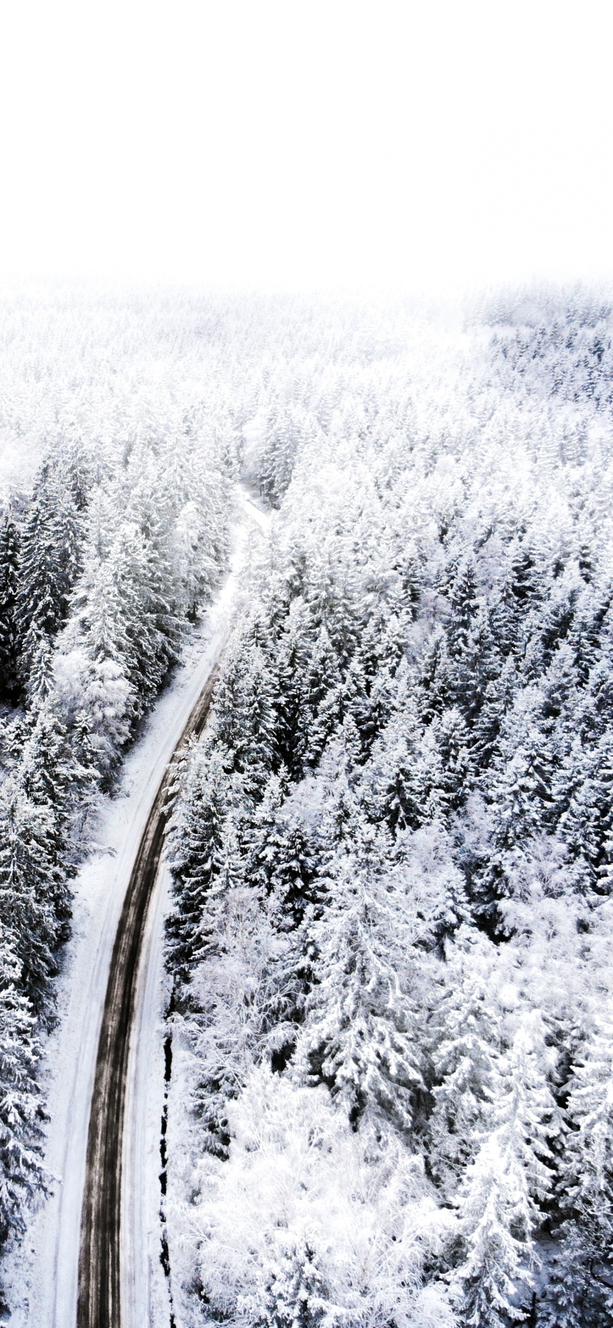 Schnee, Einfrieren, Baum, Branch, Frost. Wallpaper in 1242x2688 Resolution