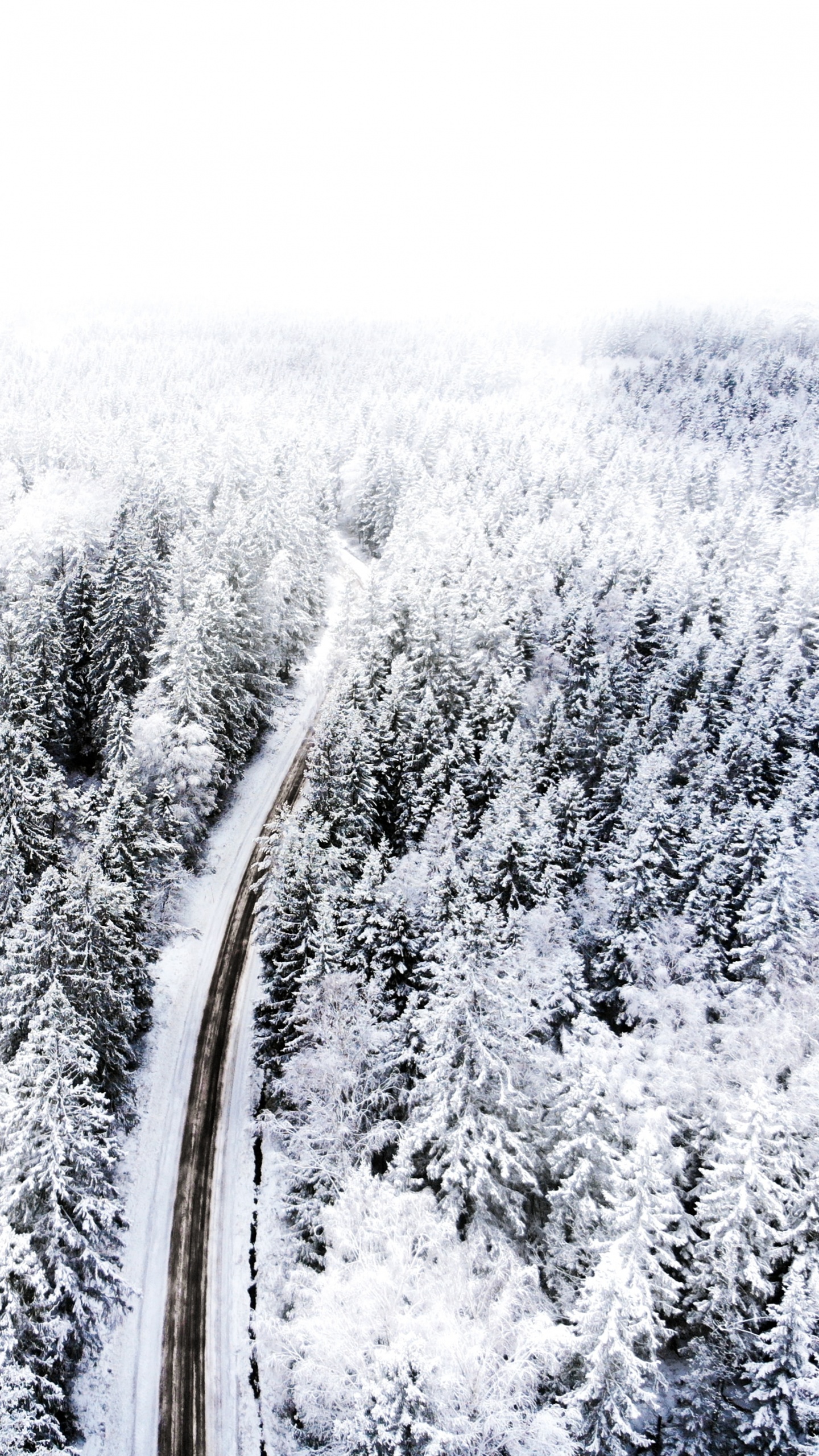 Schnee, Einfrieren, Baum, Branch, Frost. Wallpaper in 1440x2560 Resolution