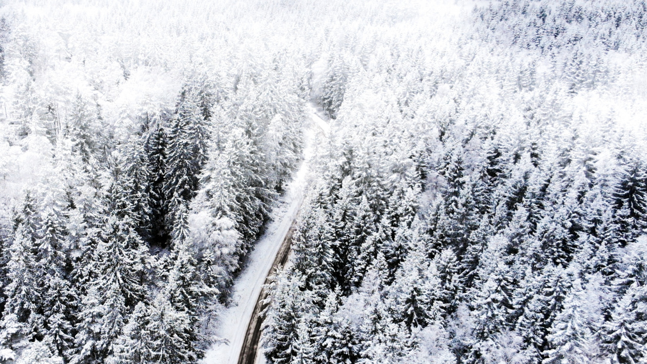 Snow, Freezing, Tree, Branch, Plant. Wallpaper in 1280x720 Resolution