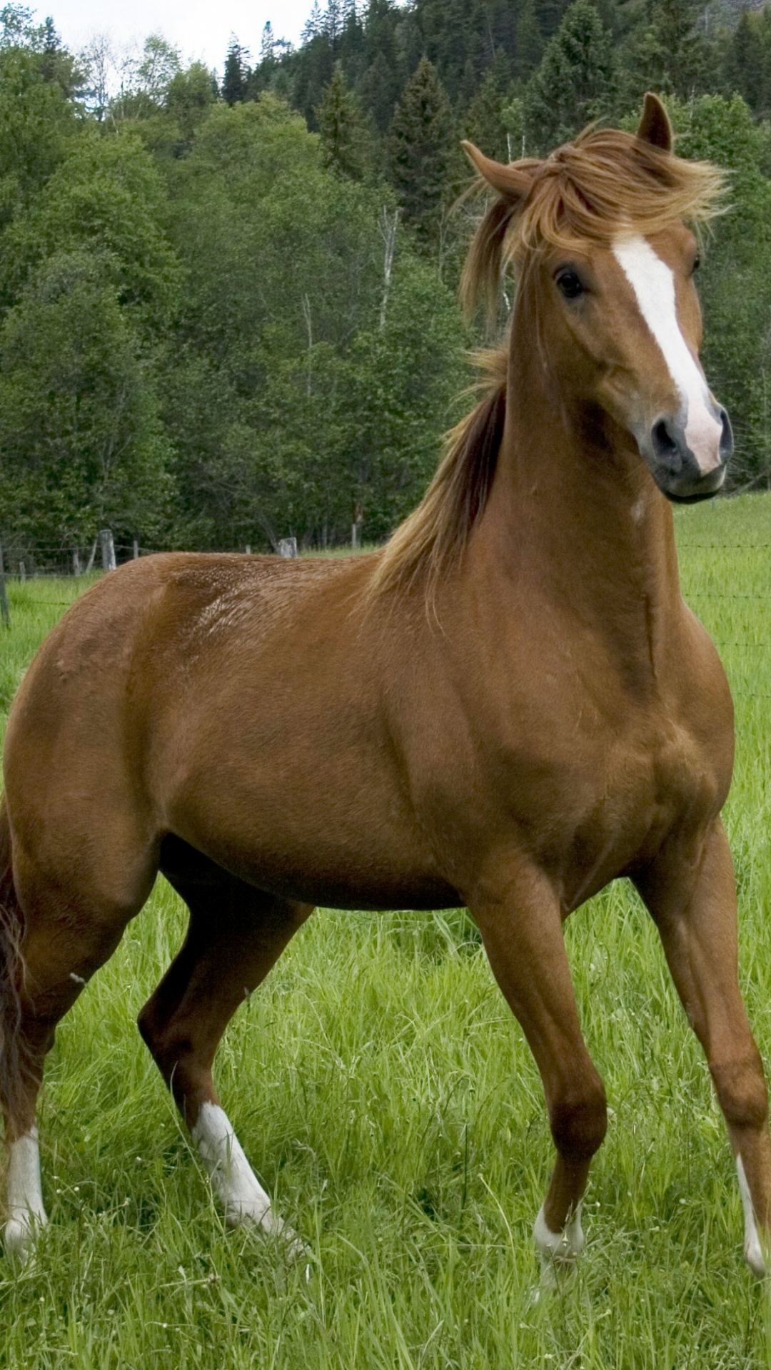 Caballo Marrón en el Campo de Hierba Verde Durante el Día. Wallpaper in 1080x1920 Resolution