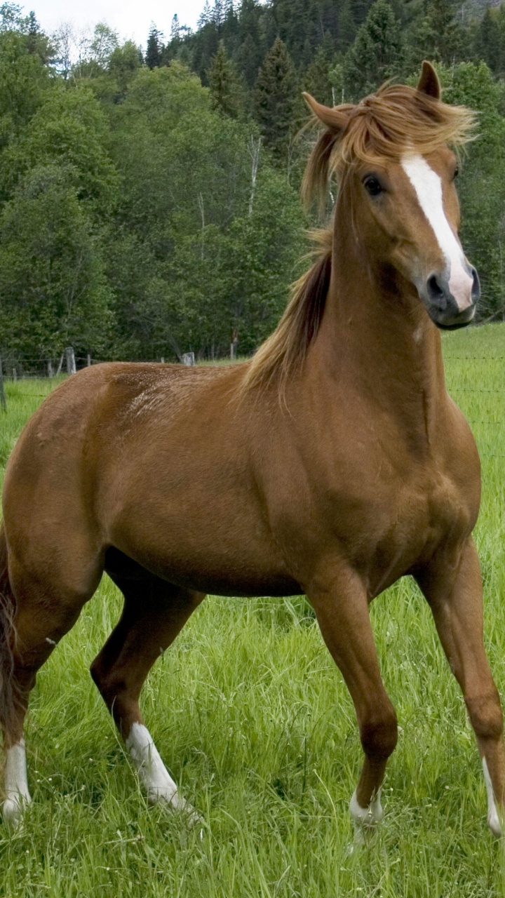Cheval Brun Sur Terrain D'herbe Verte Pendant la Journée. Wallpaper in 720x1280 Resolution