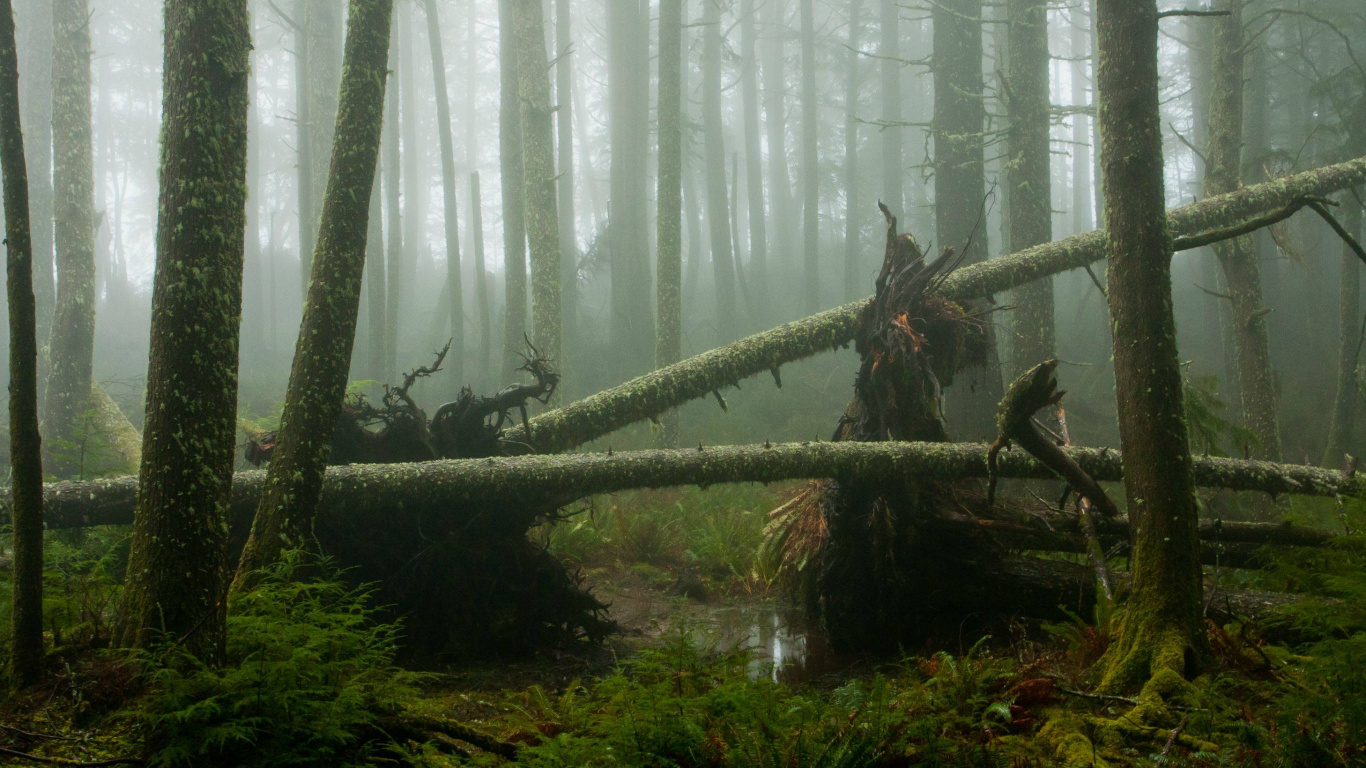 Grünes Moos Auf Braunem Baumstamm. Wallpaper in 1366x768 Resolution