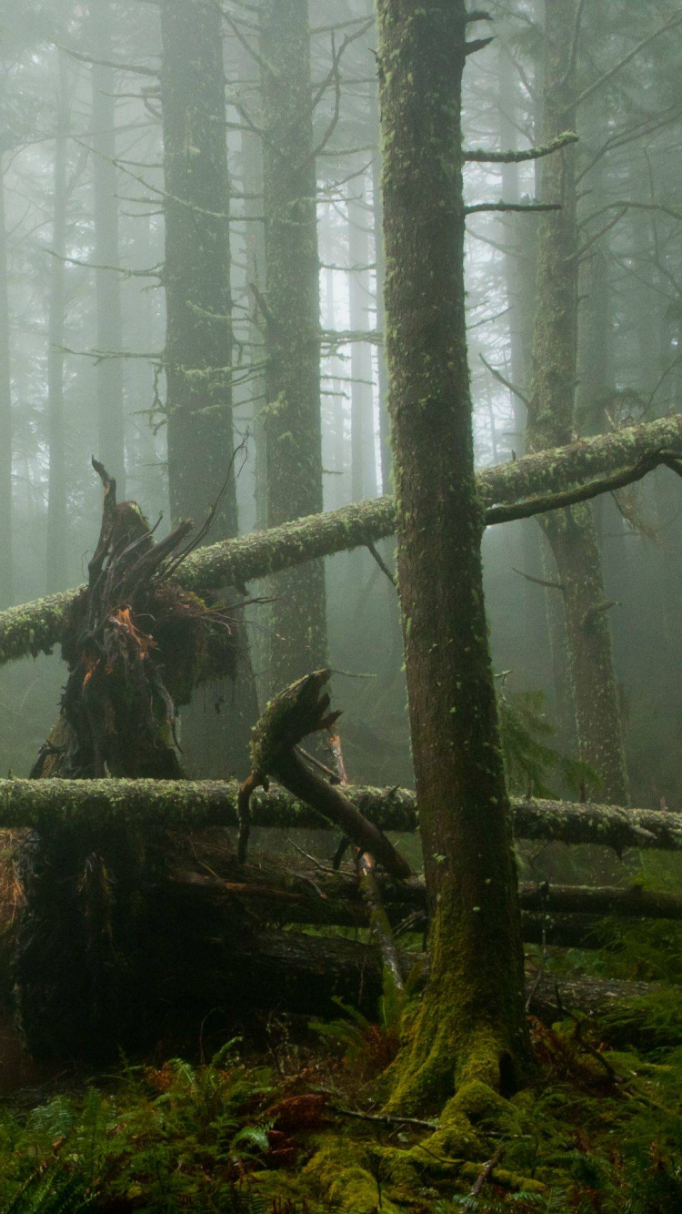 Grünes Moos Auf Braunem Baumstamm. Wallpaper in 750x1334 Resolution