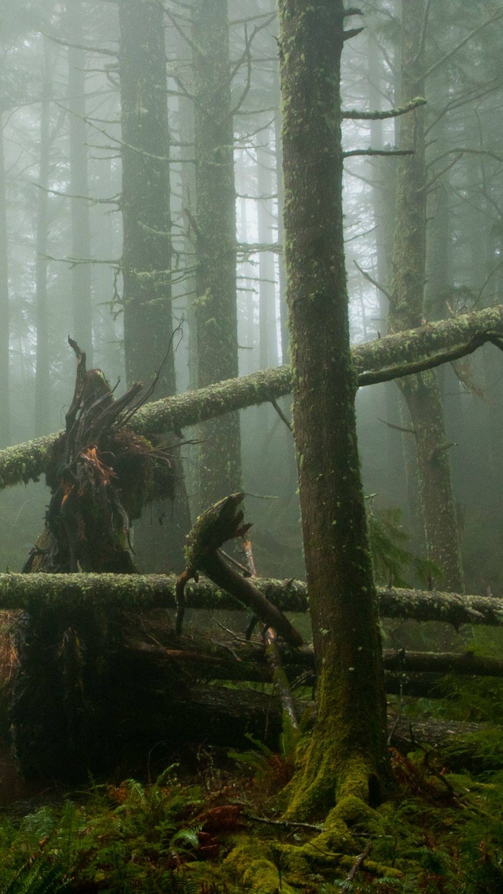 Musgo Verde en el Tronco de un Árbol Marrón. Wallpaper in 720x1280 Resolution