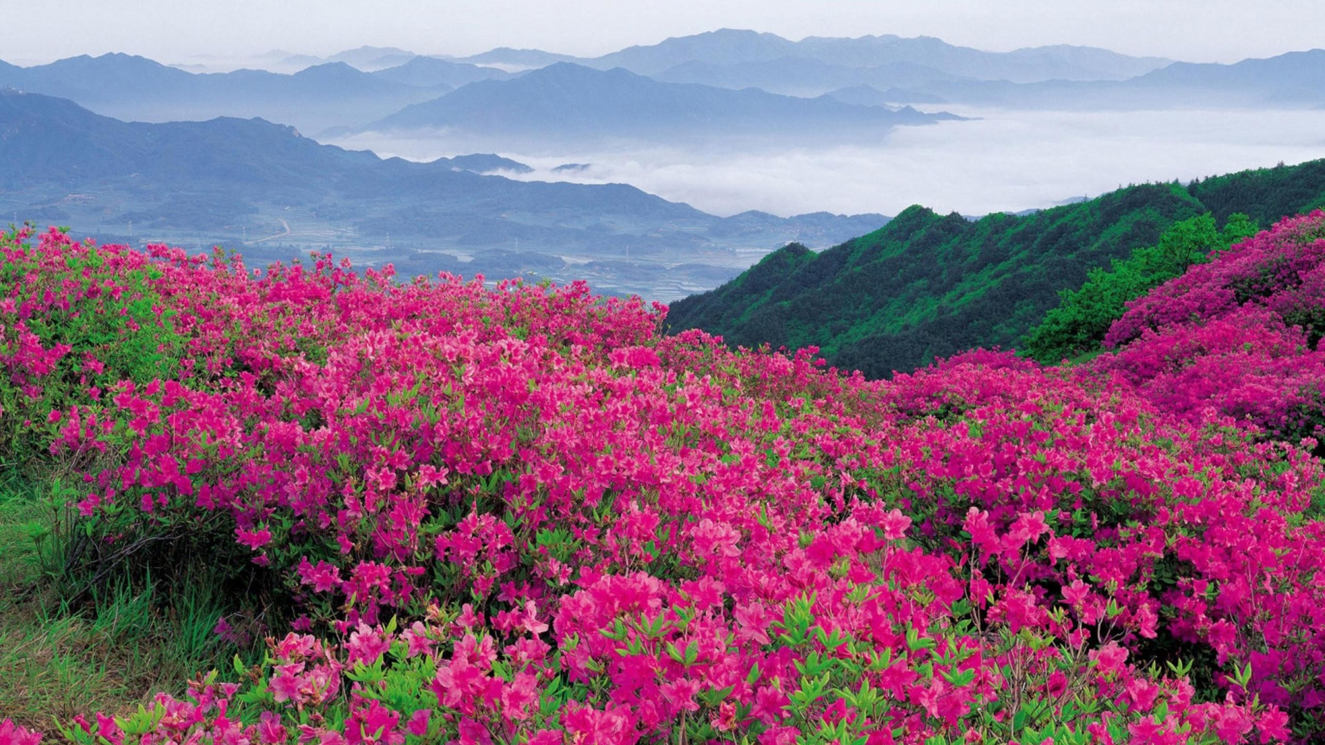 Pink Flower Field Near Mountains During Daytime. Wallpaper in 1920x1080 Resolution