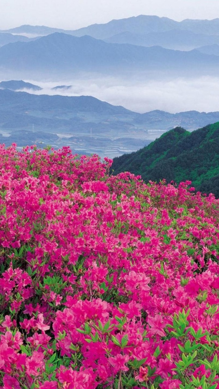 Pink Flower Field Near Mountains During Daytime. Wallpaper in 720x1280 Resolution