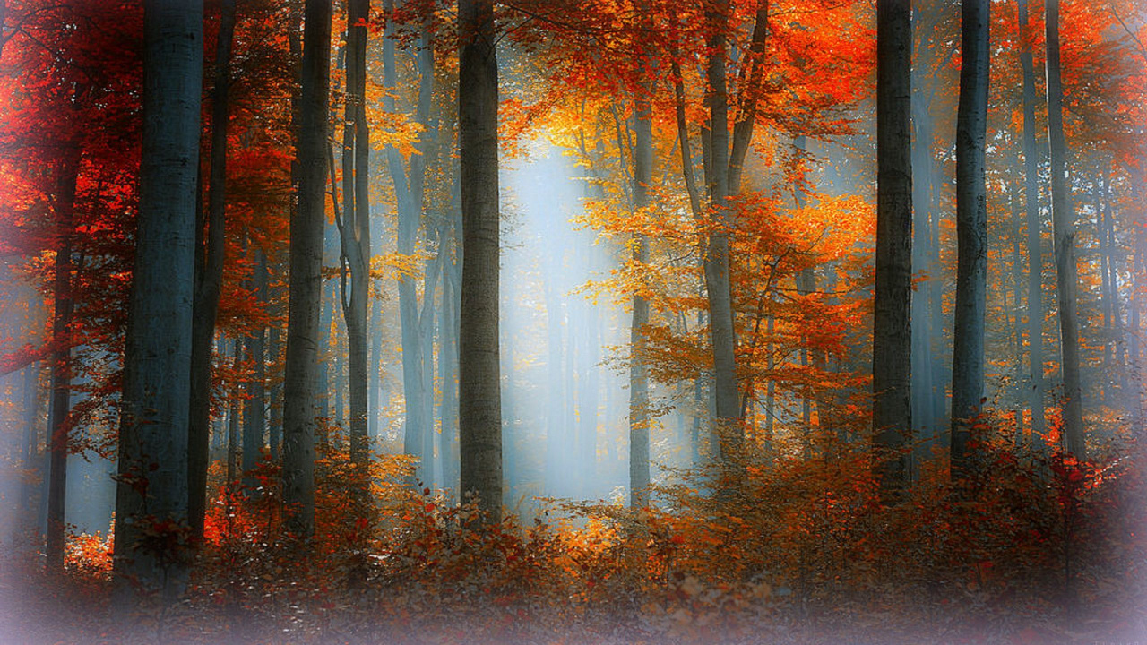 Braune Bäume im Wald Tagsüber. Wallpaper in 1280x720 Resolution