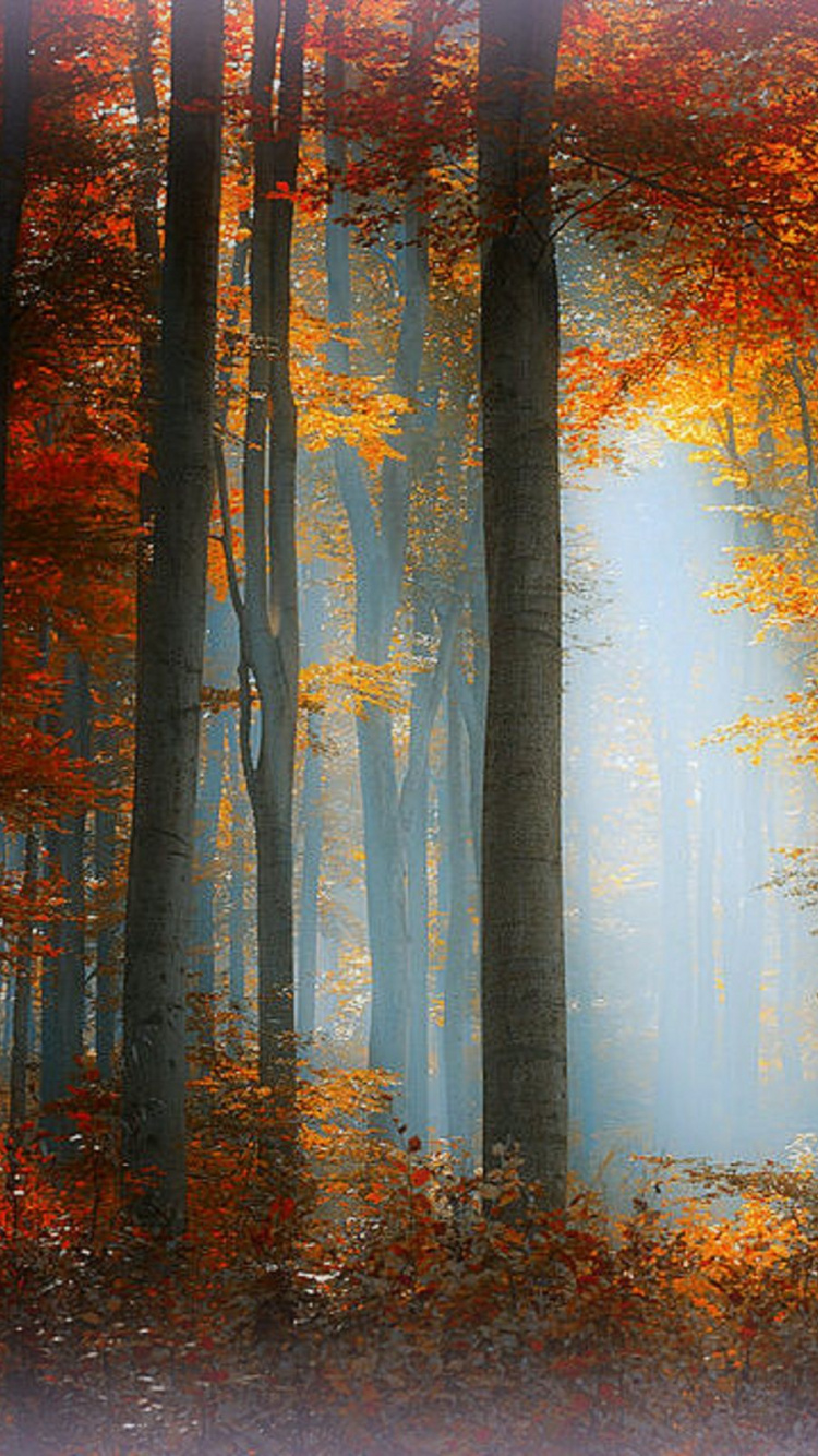 Braune Bäume im Wald Tagsüber. Wallpaper in 750x1334 Resolution