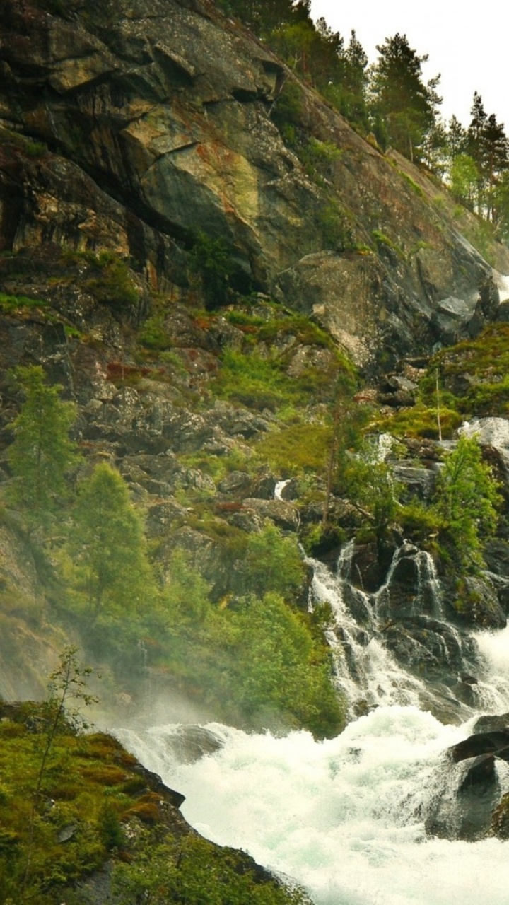 Cascades au Milieu Des Arbres Verts. Wallpaper in 720x1280 Resolution