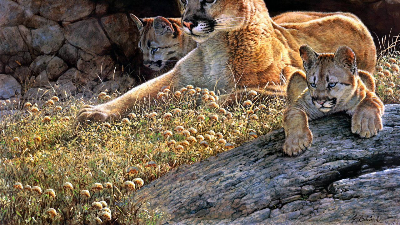 Tigre Brun et Blanc Sur L'herbe Verte Pendant la Journée. Wallpaper in 1280x720 Resolution