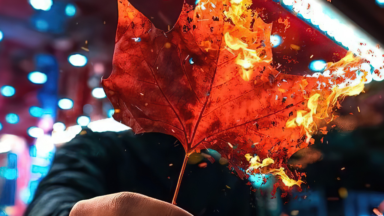 Light, Plant, Leaf, Branch, Gesture. Wallpaper in 1280x720 Resolution