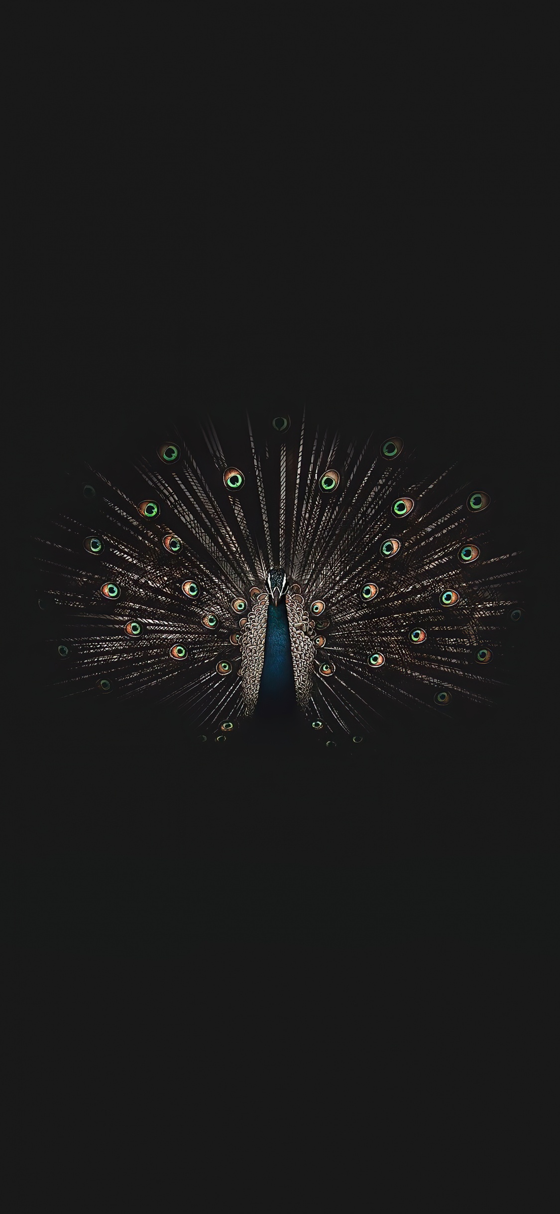 鸡形目, 鸟, 电蓝色的, 圆圈, 时尚的附件 壁纸 1125x2436 允许