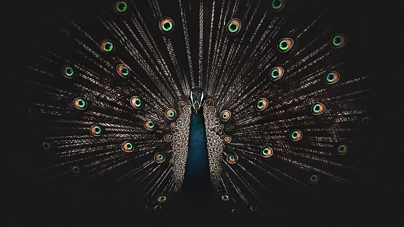 Les Galliformes, Oiseau, Cercle, Événement, Eau. Wallpaper in 1366x768 Resolution