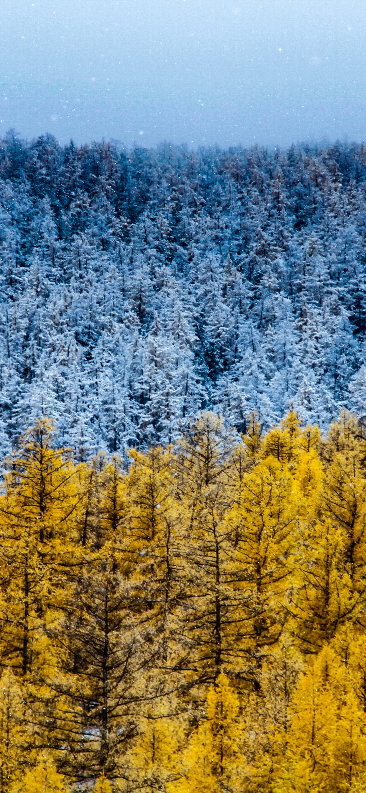 Nature, le Pin de Murray, Jaune, Mélèze, Environnement Naturel. Wallpaper in 1242x2688 Resolution