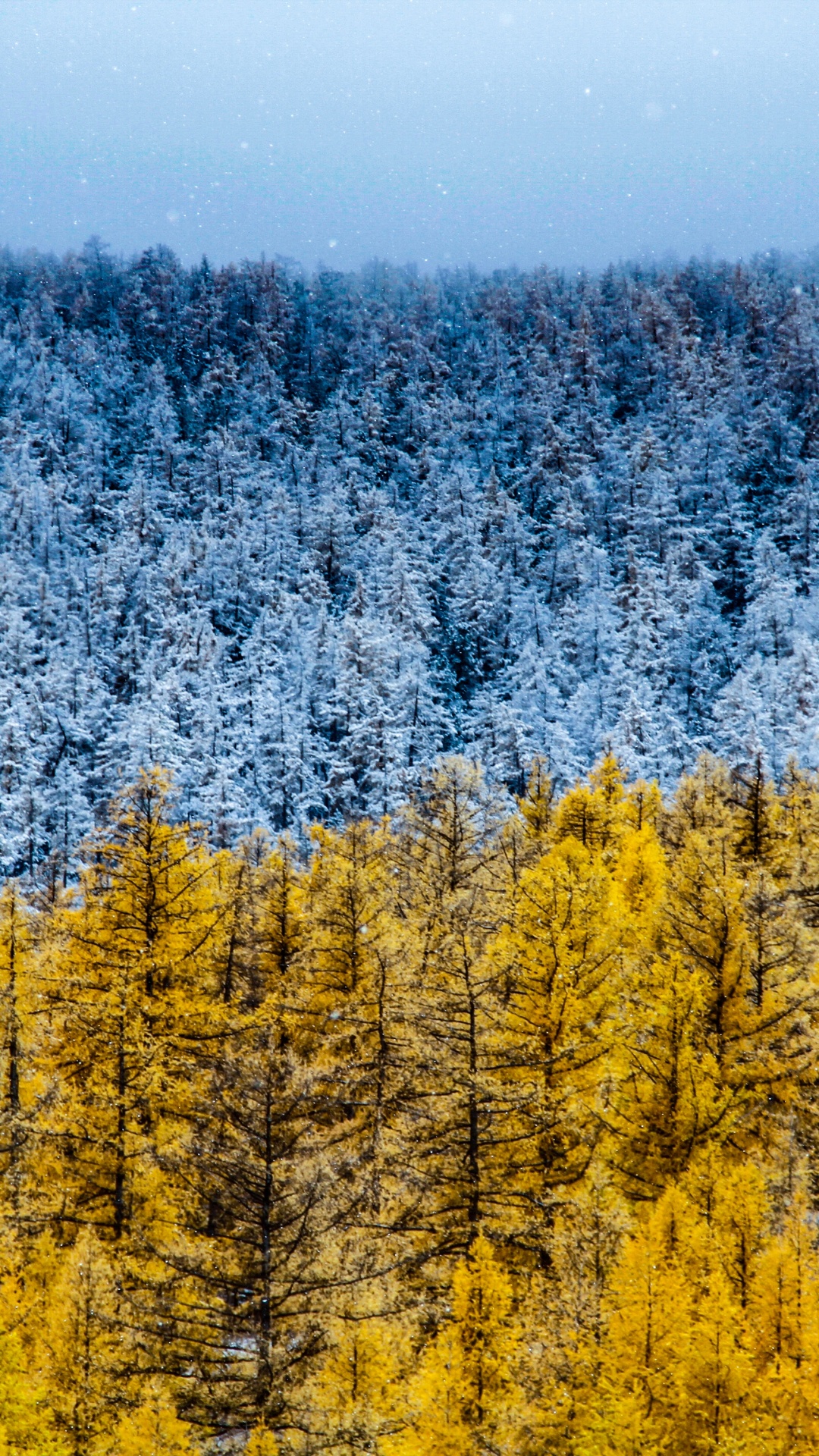Tree, Nature, Lodgepole Pine, Yellow, Larch. Wallpaper in 1080x1920 Resolution
