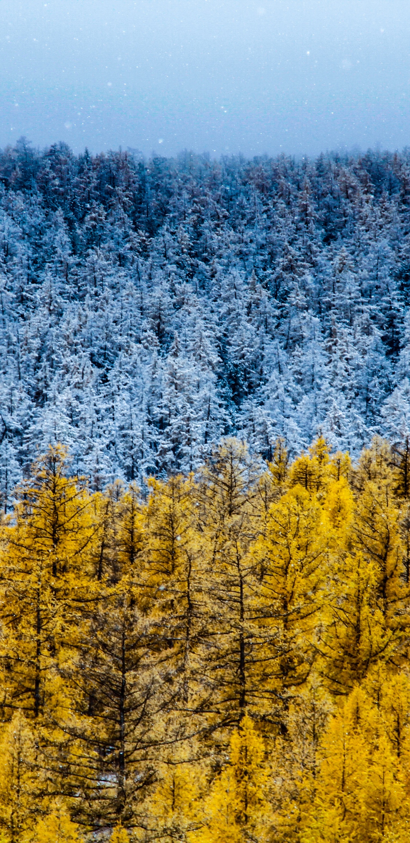 Tree, Nature, Lodgepole Pine, Yellow, Larch. Wallpaper in 1440x2960 Resolution