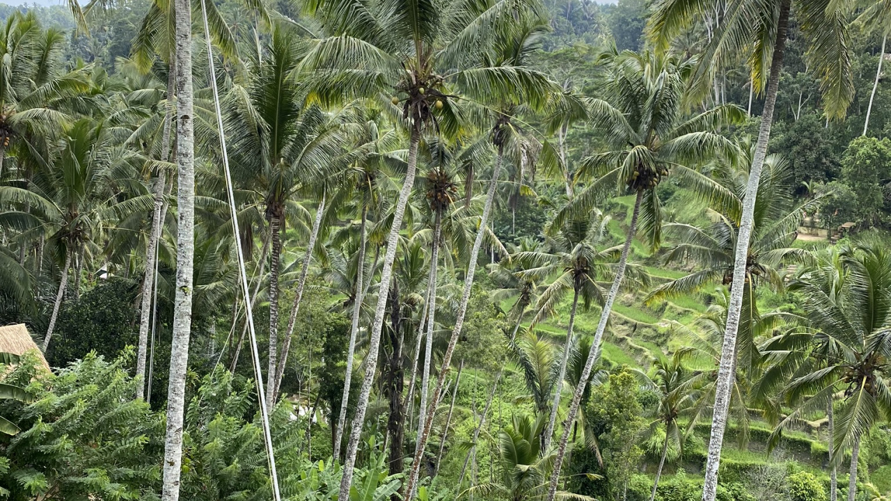 Végétation, Biome, Rainforest, Palmier, Écologie. Wallpaper in 1280x720 Resolution