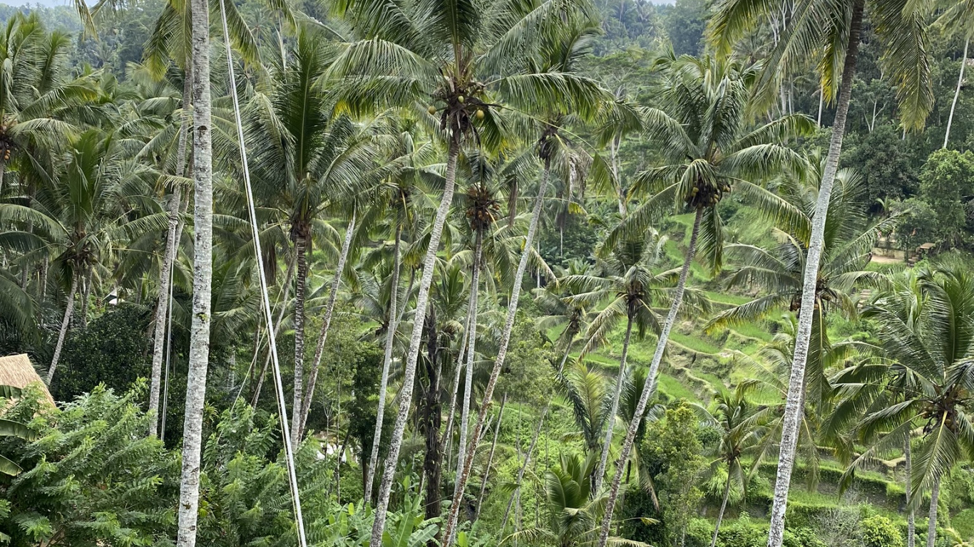 Végétation, Biome, Rainforest, Palmier, Écologie. Wallpaper in 1366x768 Resolution