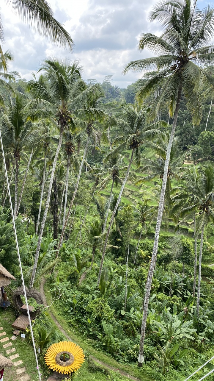 Végétation, Biome, Rainforest, Palmier, Écologie. Wallpaper in 720x1280 Resolution